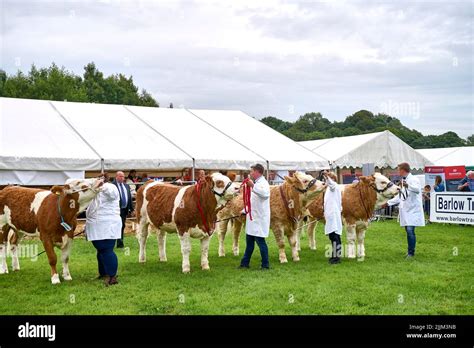 Judging the Simmental cattle at the Royal Lancashire Show Stock Photo ...