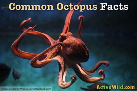 Common Octopus Facts For Kids & Students: Pictures, Information & Video ...