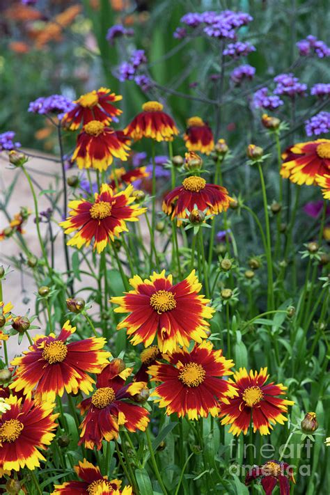 Coreopsis Uptick Gold And Bronze Flowers Photograph By Tim Gainey Pixels