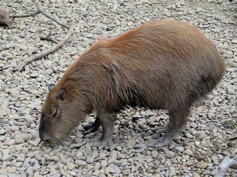 Capybara Hydrochoerus Hydrochaeris At The Pittsburgh Zoo Flickr