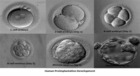 Blastocyst Culture And Transfer London Fertility Centre Concept