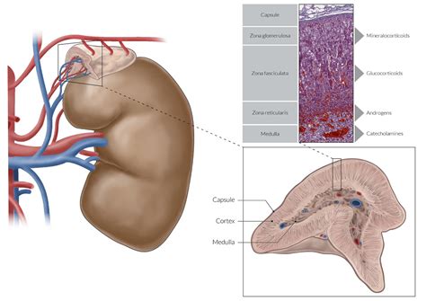 Adrenal Vein Anatomy