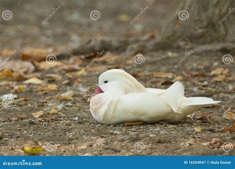 Pato De Mandarino Do Albino Imagem De Stock Imagem De Mandarina Pato