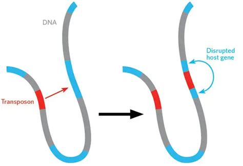 Jumping Genes (Transposons) and RNA Bridges