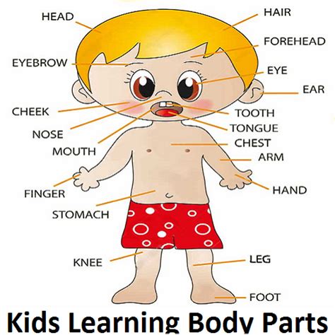 Body Parts Name With Picture For Kids