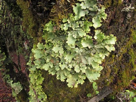 New Publication On Lichens Bernard Goffinet Bryology And Lichenology