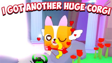 I Hatched Another Huge Cupid Corgi In Roblox Pet Simulator X Youtube