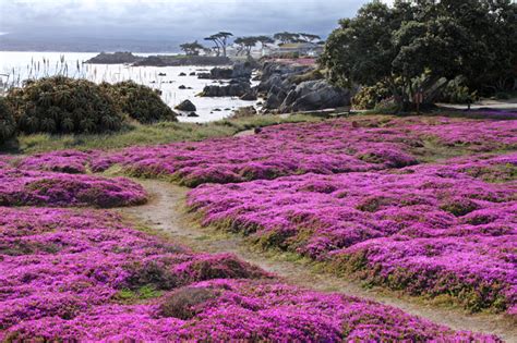 Pacific Grove Iceplant