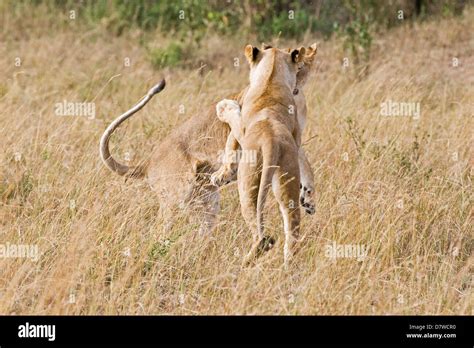 Lion jump prey hi-res stock photography and images - Alamy