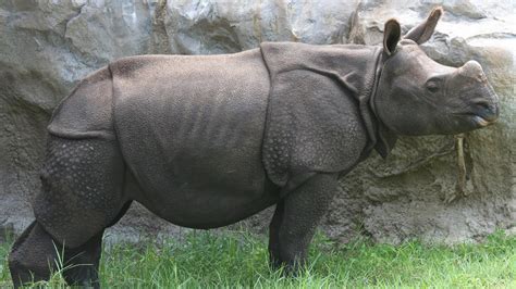 Indian Rhino Habitat Central Florida Zoo And Botanical Gardens | Images ...