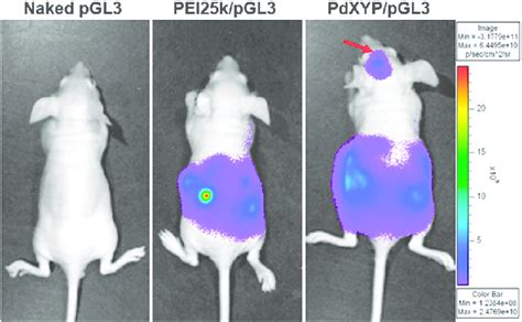 In Vivo Bioimaging Showing Luciferase Expression In Nude BALB C Mice N
