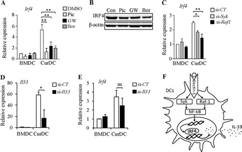 Dectin 1 Induces Irf4 Via Sykraf 1 And Nf κb Pathways A B Mouse Idcs Download Scientific