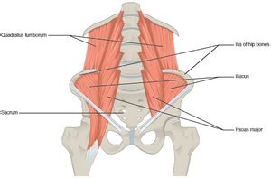 Paravertebral Muscles Anatomy