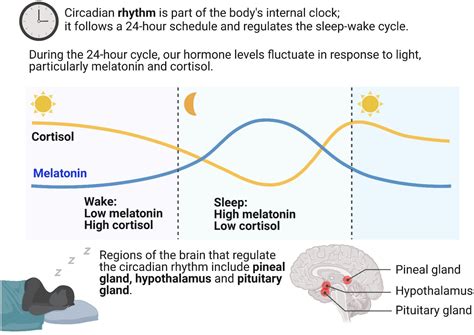 pineal gland functions melatonin circadian rhythm