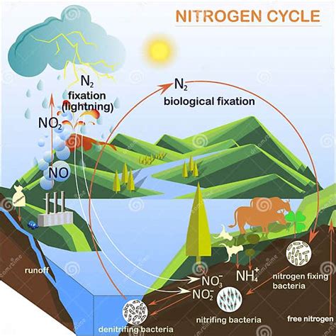 Scheme Of The Nitrogen Cycle Illustration Stock Vector Illustration