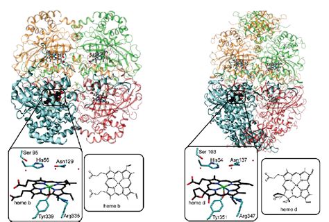 Catalase Structure