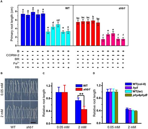 Frontiers Shb Hy Alleviates Excess Boron Stress By Increasing Bor