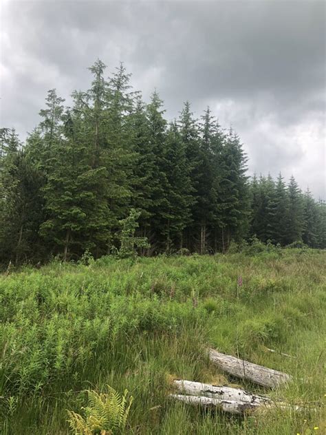 Sitka Spruce Bellendean Shank Richard Webb Cc By Sa Geograph