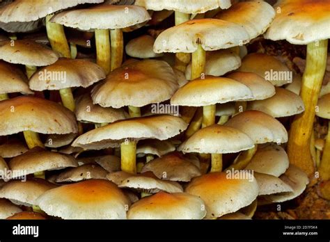 Clump Of Mushrooms Hi Res Stock Photography And Images Alamy