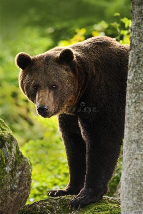 Lorso Bruno Arctos Di Ursus Hideen Dietro Il Tronco Di Albero Nel