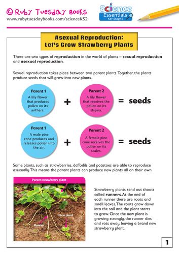 Asexual Reproduction Let S Grow Strawberry Plants Teaching Resources