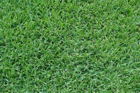 Best St Augustine Grass Seed Which Variety Is Best For Your Lawn