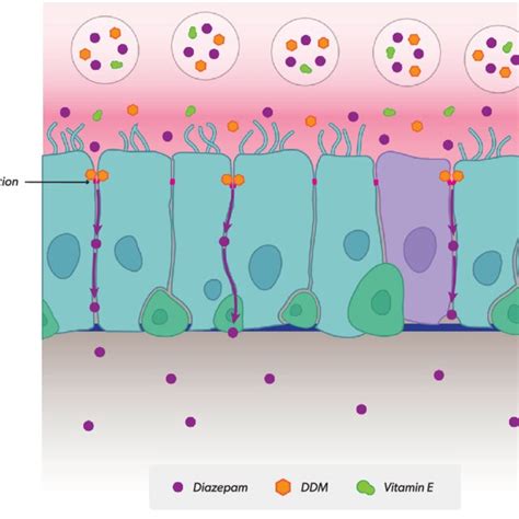 Diagrammatic representation of mechanism of action of permeation... | Download Scientific Diagram