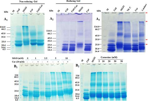 SDS PAGE Analysis Of Lens Proteins After Incubation With MGO And