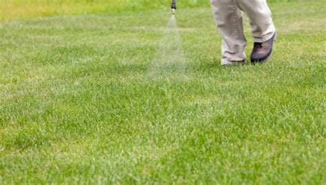 Steps To Revitalize Your Lawn In Minnesota