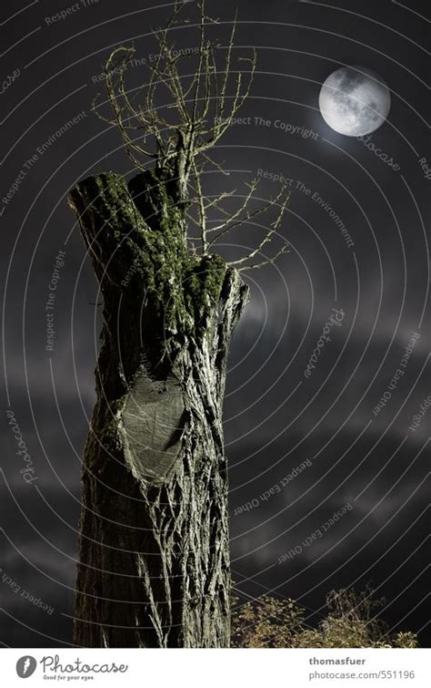 creepy night Nature - a Royalty Free Stock Photo from Photocase