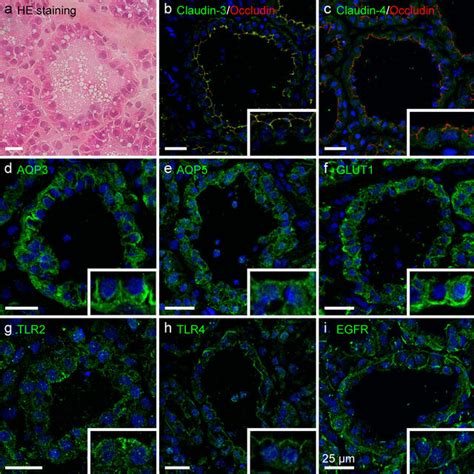 Subcellular Localization Of Membrane Proteins In Lactating Bovine