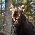 Funny moose Meme Generator - Imgflip