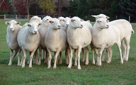 Hair Sheep | Sheep Wiki | Fandom