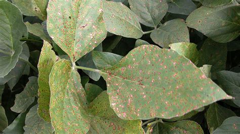 Frog Eye Leaf Spot Archives Ontario Grain Farmer