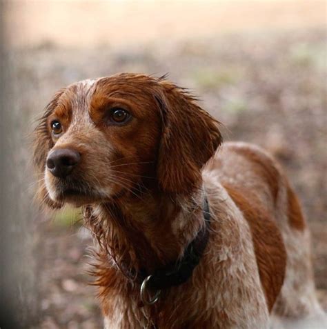 Gentleman Bobwhite Photo Brittany Spaniel Dogs Hunting Dogs