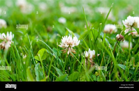 Sommer Wildblumenwiese Natur Hintergrund Fotos Und Bildmaterial In