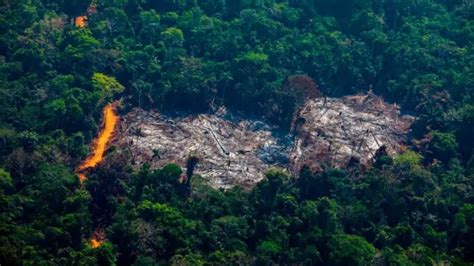 Cop26：各国领导人承诺到2030年停止砍伐森林 Bbc News 中文