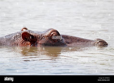 A Hippo Hippopotamus Amphibius Swimming In A Lake In Serengeti