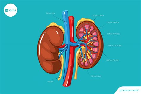 Sistem Perkemihan Manusia Secara Anatomi Fisiologi Qna Sains