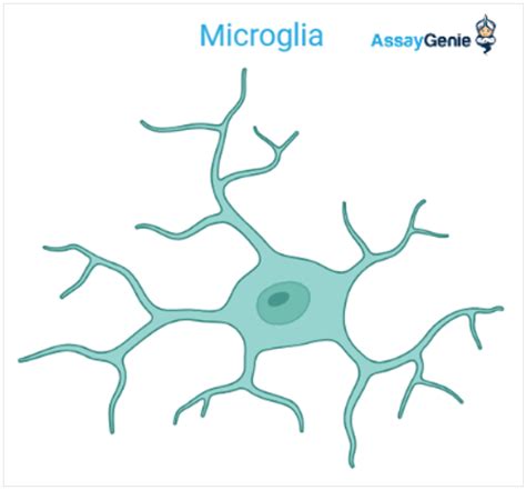 The Functions Of Microglial Cells And Their Role In Neurodegenerative