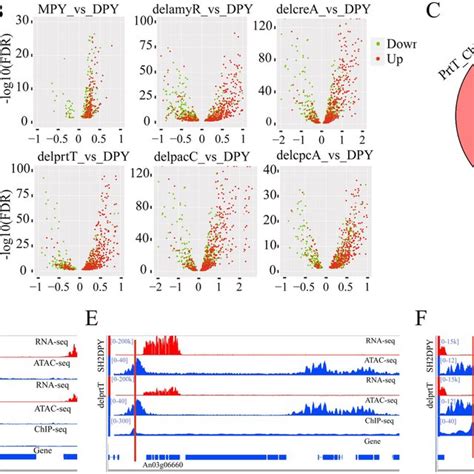 Differential Open Chromatin Accessibility Analysis Of A Niger A