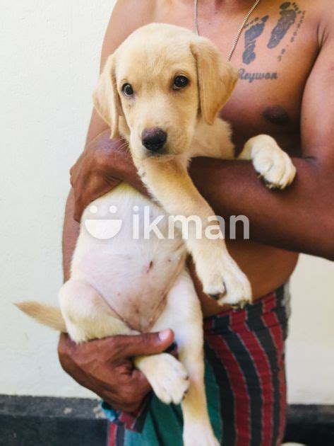 Labrador Puppy For Sale In Kalutara City Ikman