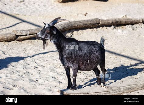 West African Pygmy Goat Mammal And Mammals Land World And Fauna