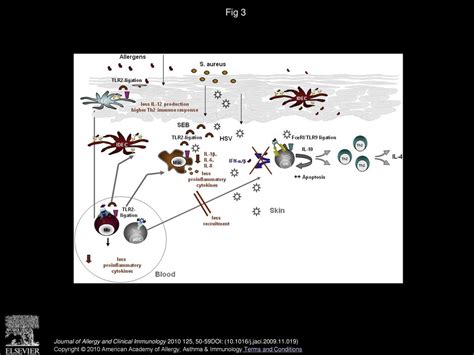 Dendritic Cells Bridging Innate And Adaptive Immunity In Atopic