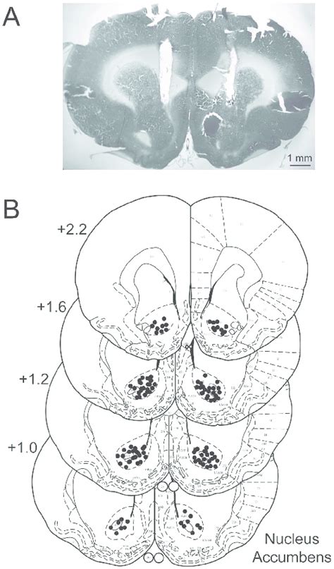 Distribution Of Infusion Sites In Nucleus Accumbens Core A