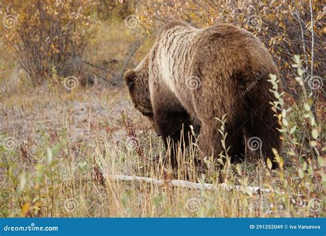 Brown Bear Close Up Picture Stock Image - Image of cute, borown: 291252049