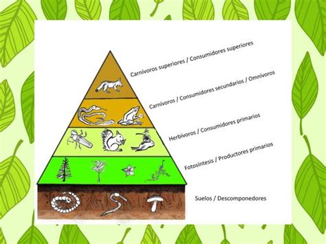 Qu Son Las Pir Mides Ecol Gicas Y Sus Tipos Te Lo Explicamos