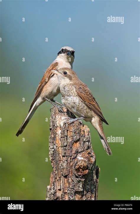 Immature Red Backed Shrike Lanius Collurio In Front Of Its Father