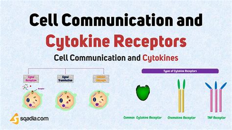 Cell Communication And Cytokines