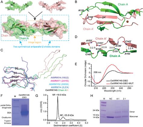 Figure From Structural Basis Of Dimerization And Dual W Box Dna